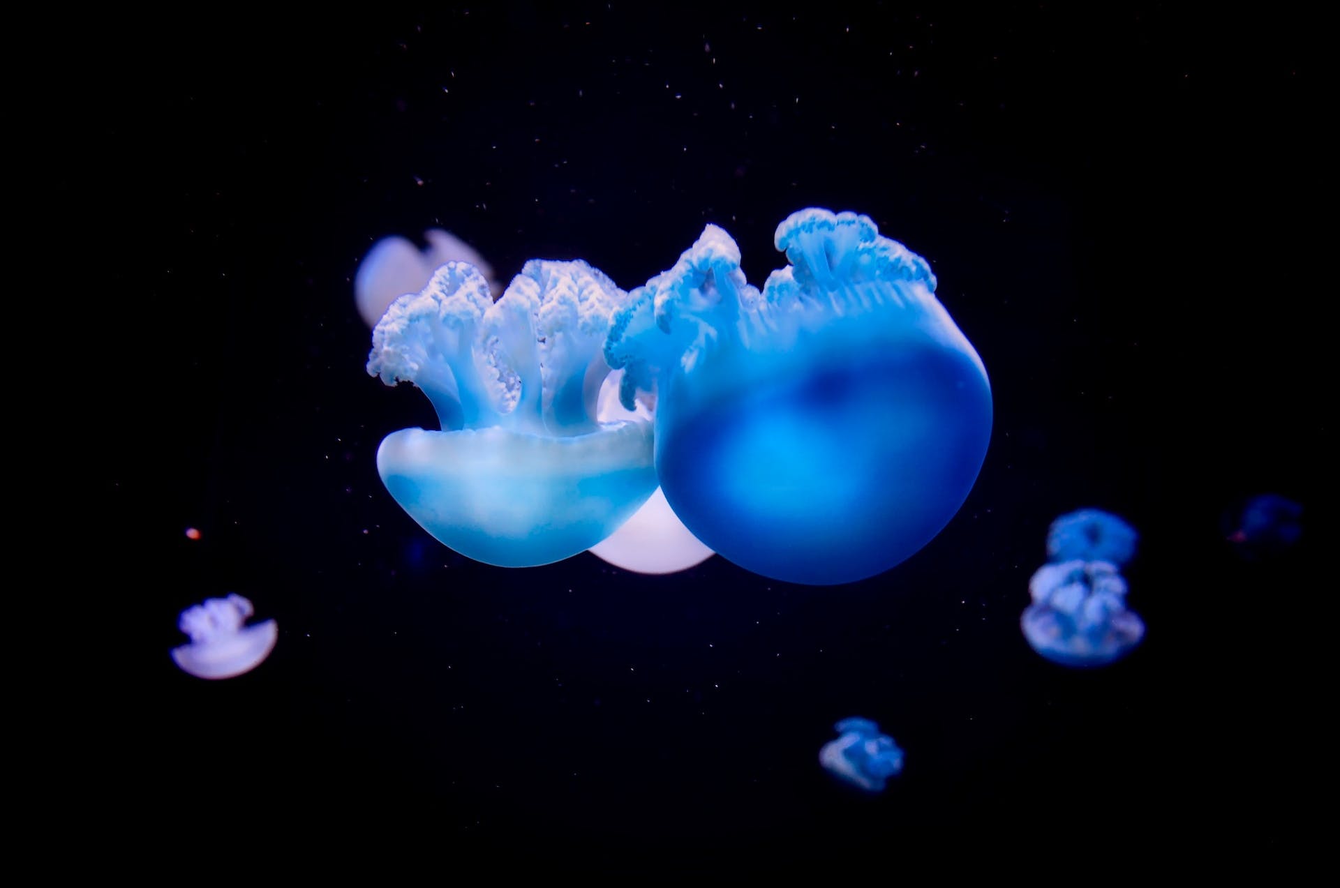 Blue Jellyfish